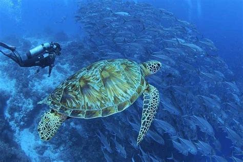 2024 Avistamiento De Tortugas Y Delfines En La Isla De Panglao Bohol