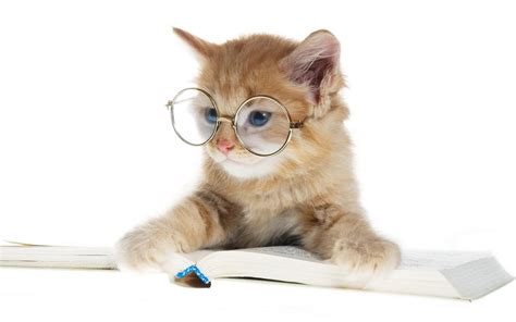 Free Download Animals Books Cats Glasses Wallpaper 100432 1920x1200
