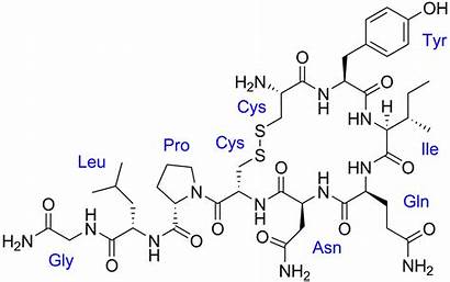 Oxytocin Wikipedia Labels Chemical Formula Molecule Hormone