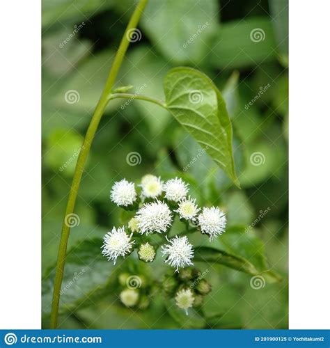 Babadotan Flower Stock Image Image Of Grass Leaf Babadotan 201900125