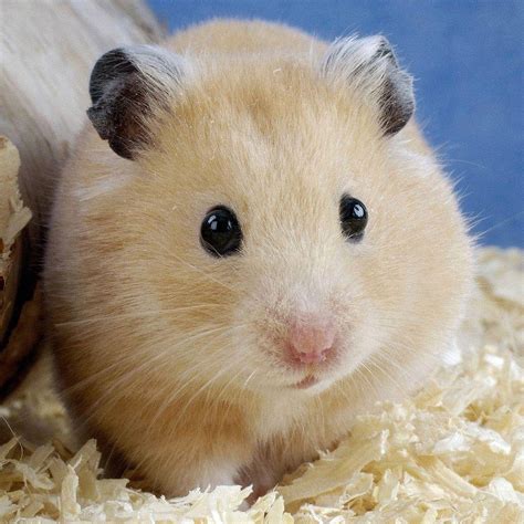 Hamster Phone Wallpapers Top Free Hamster Phone Backgrounds