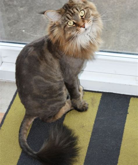 All that's left is the fur on their face, head, tail, and feet. 11 Cats With Lion Cuts | Lookin' Good