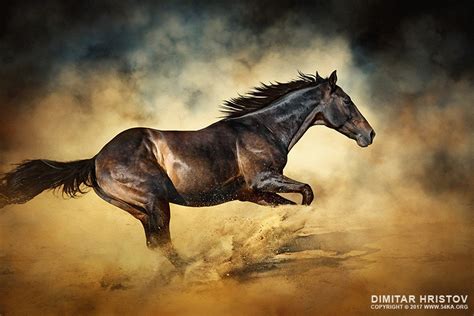 Black Stallion Horse Galloping Like A Devil 54ka Photo Blog