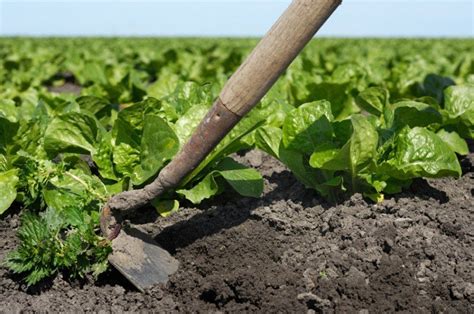 Weed Control In Lettuce Vegetables West Magazine