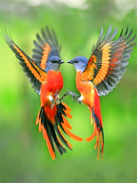 Pin By خالد العبادي Khaled Alabbade On طيور Birds Beautiful Birds