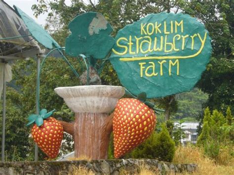 There are a few of these farms as you go up the highlands starting from tanah rata to kea farm. 9 Popular Strawberry Farms At Cameron Highlands - SGMYTRIPS