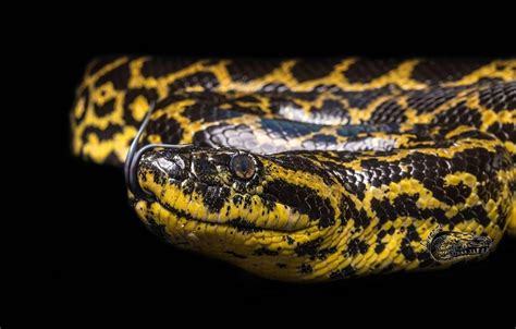 Eunectes Notaeus Yellow Anaconda Beautiful Snakes Anaconda Friends