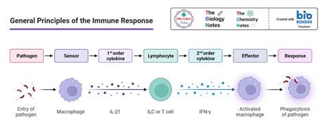 Immune Response Definition Types Factors Examples