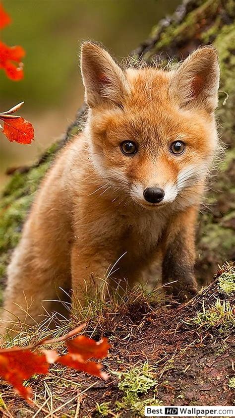 Foxes Autumn Wallpapers Wallpaper Cave
