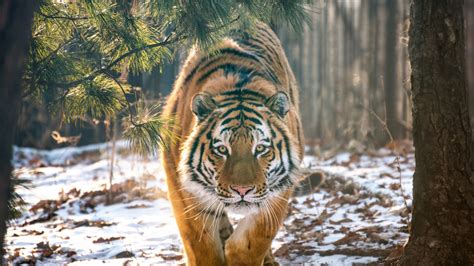 Tiger Is Walking On Show In The Forest Hd Animals Wallpapers Hd