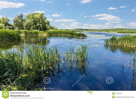 Lake With Reeds And Water Lilies Stock Image Image Of Foliage Nature