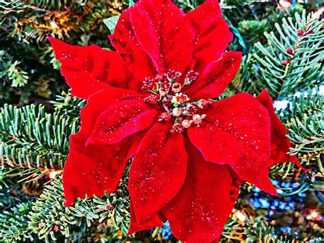 Poinsettia Flower In Christmas Tree Free Stock Photo Public Domain
