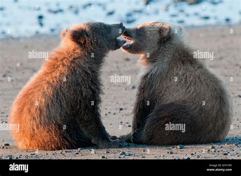 Brown Bear Cubs Ursus Arctos Playing In Lake Clark National Park