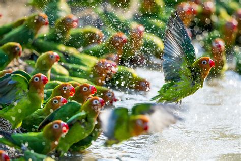 Flock Of Lovebirds Nature Animals Birds Parrot Hd Wallpaper