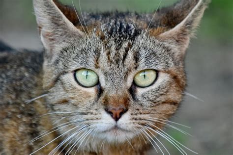 Kostenlose Bild Liebenswert Porträt Katze Auge Whisker Katzenartig Hauskatze Niedlich