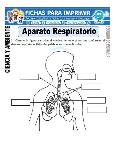 Ficha De Aparato Respiratorio Para Segundo De Primaria 430