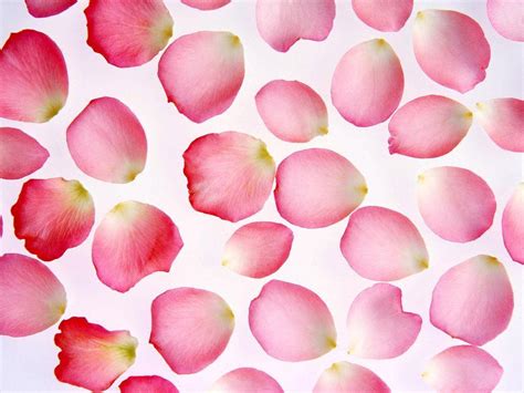 Flower Petals Wallpaper 1024x768 2455