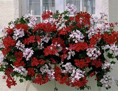 I fiori pendenti sono sempre molto decorativi, e sono molto usati per siepi o per decorare gazebi e pergolati. Fiori resistenti al sole da coltivare in pieno sole