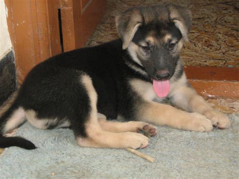 Will My German Shepherd Puppy Continue To Have Floppy Ears