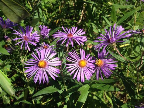 New York Aster Dark Purple