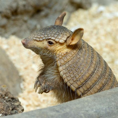 Best Armadillo Removal In Tampa Clearwater Largo Sarasota World