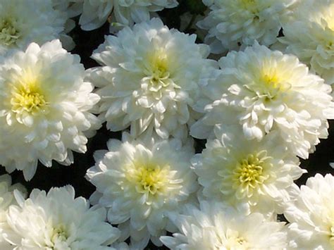 Chrysanthemen Pflege - Standort, vermehren, überwintern | Gartentipps