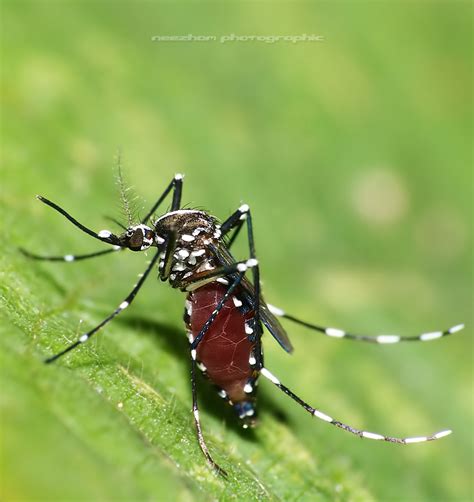 Aedes Mosquito Neezhom