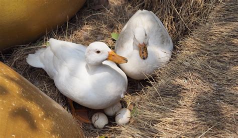 23 Rare Duck Breeds Farmhouse Guide