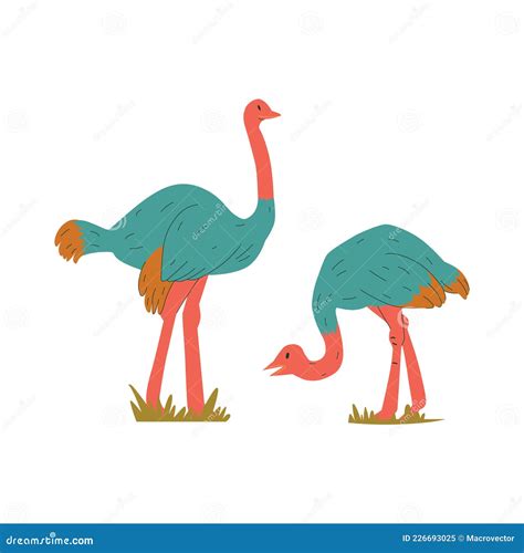 Flat Ostriches Illustration Stock Vector Illustration Of Animals
