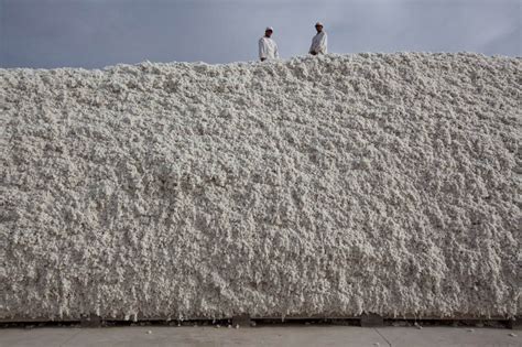 Giant Piles Of Cotton Xinjiangs Lucrative Industry Investigations
