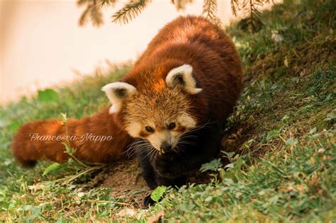 Red Panda Ailurus Fulgens Natgeo Natgeoitalia