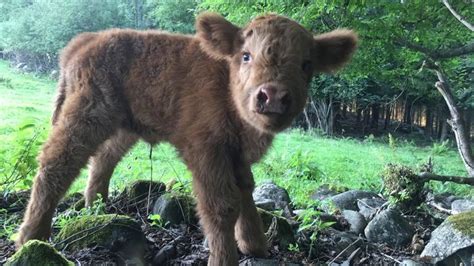 Scottish Highland Cattle In Finland Less Than Day Old Calf