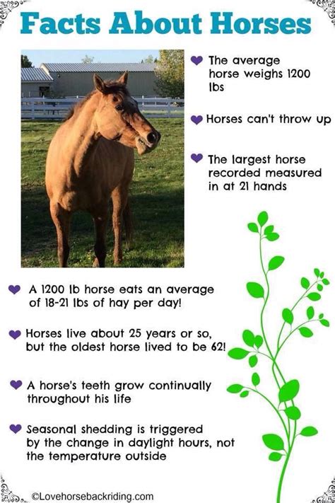 Facts About Horses Horse Facts Horse Care Horse Health