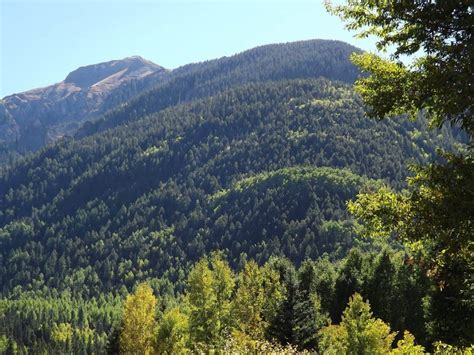 Besplatna Slika Drvo Drvo Planinski Vrh šuma Crnogoričnim Prirode