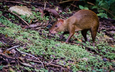 The Central American Agouti Incidental Naturalist