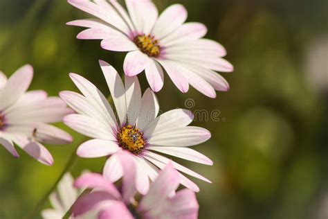 White Purple African Daisy Osteospermum Flower Stock Photo Image Of