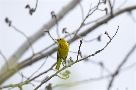 Images Gratuites La Nature Branche Hiver Oiseau Plante Feuille
