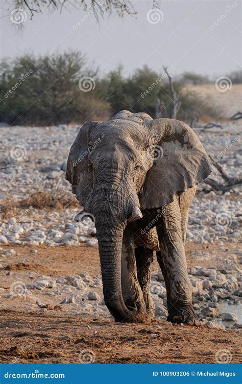 African Elephant Bull Etosha Nationalpark Namibia Stock Photo Image