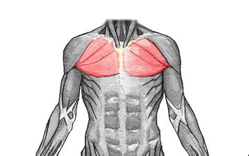In this article, we shall learn about the anatomy of the muscles of the anterior chest. L1 Introduction to Anatomy at University of Michigan - Ann Arbor - StudyBlue