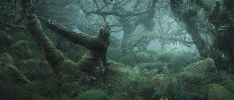 Mystical Woods Of Druids And Elves Photo Neil Burnell Rmostbeautiful