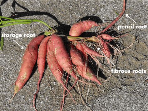 Sweet Potato Roots At Harvest Can Easily Be Identified As Either Download Scientific Diagram