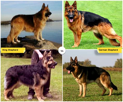 Are German Shepherds Large Breed
