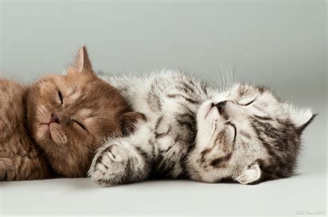 Two Cute Kittens Sleeping Wallpaper Download Kitten Hd