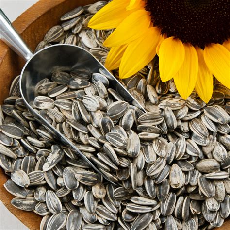 Sprinkle This Health Benefits Of Sunflower Seeds Rural Mom