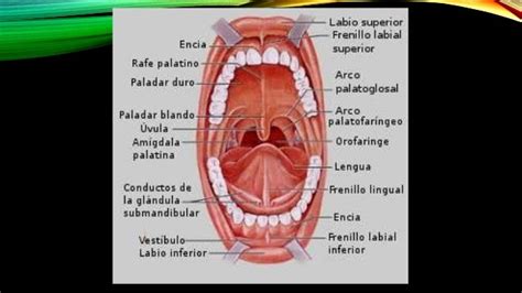 Músculos De La Boca And Músculos De La Lengua Anatomía1