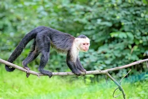 Mono Capuchino ⭐ Características Alimentación Hábitat Reproducción