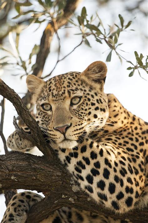Female Leopard Resting In A Tree Photograph By Science Photo Library