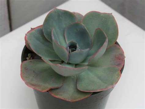 Echeveria White Rose World Of Succulents