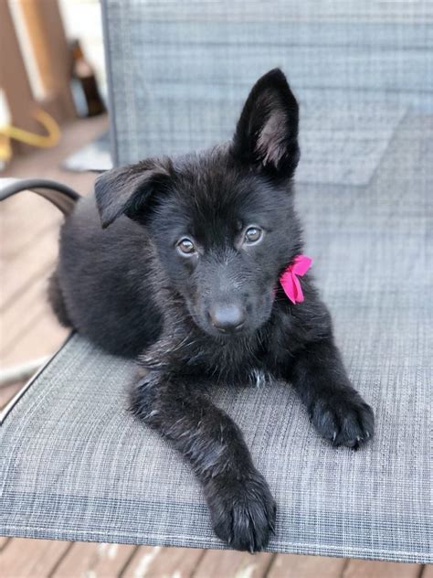 Black Gsd Puppy All About Shepherds