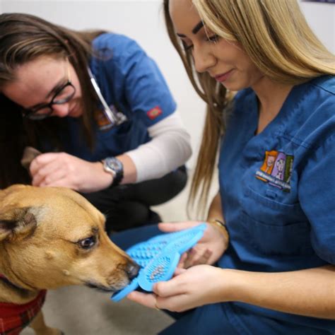 Pet Flea Control In Pendle Hill Nsw Great Western Animal Hospital